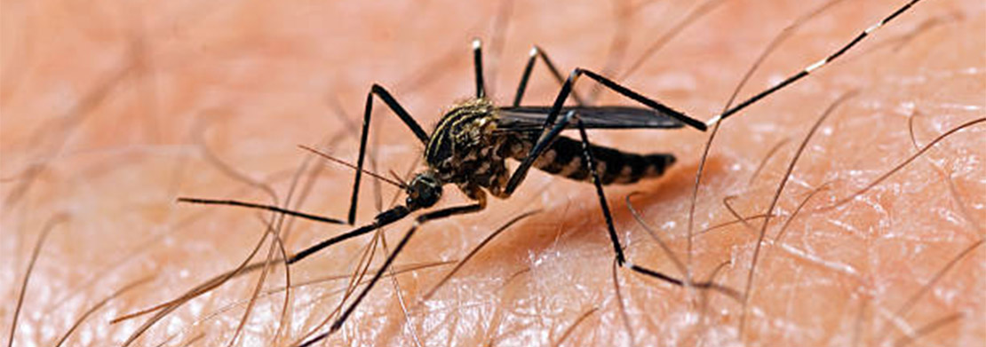 CIU Issues Scientific Call on West Nile Virus