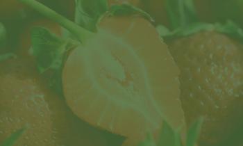 ciu-strawberry-garden-2025-webB