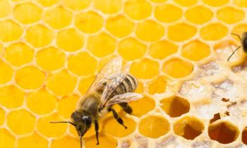 apitherapy-web-1 